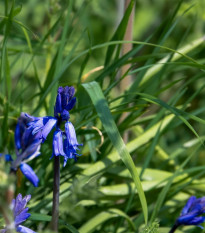 Hyacintovec britský - Hyacinthoides non scripta - cibule hyacintovců - 5 ks