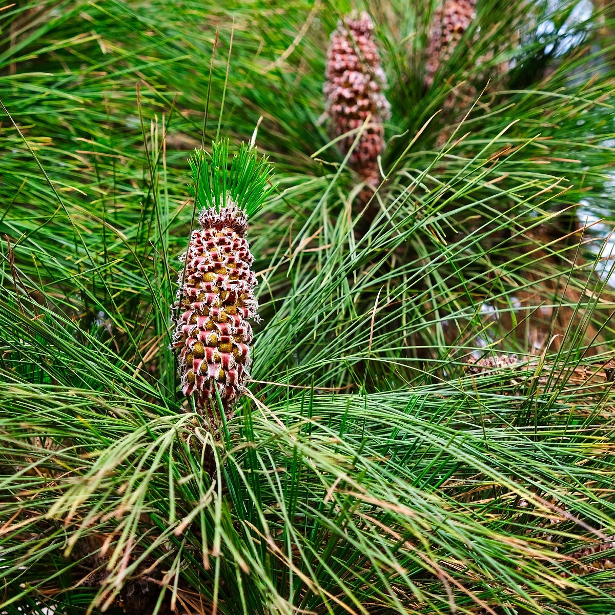 Borovice Roxburghova - Pinus roxburhii - osivo borovice - 5 ks