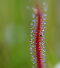 Rosnatka kapská Dark Maroon - Drosera capensis - osivo rosnatky - 10 ks
