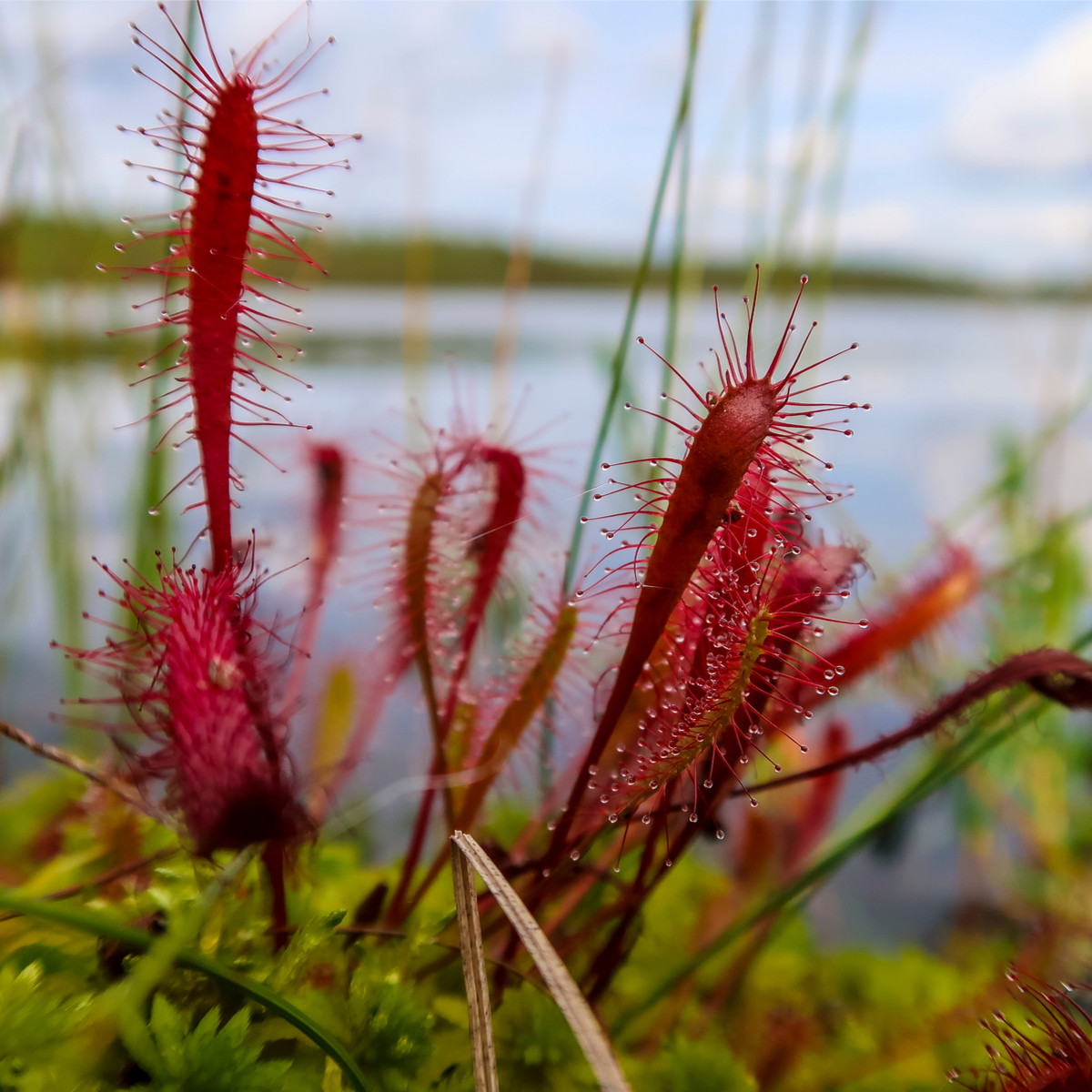 Rosnatka kapská Dark Maroon - Drosera capensis - osivo rosnatky - 10 ks