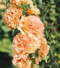 Topolovka plnokvětá oranžová Chaters - Alcea rosea - osivo topolovky - 7 ks