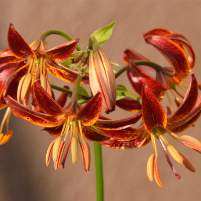 Lilie Martagon Arabian Knight - Lilium - cibule lilií - 1 ks