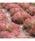 Salát listový Crimson - Lactuca sativa L. - osivo salátu - 300 ks