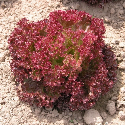 Salát listový Crimson - Lactuca sativa L. - osivo salátu - 300 ks