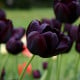 Tulipány