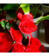 Begonie Nonstop červená - Begonia tuberhybrida - hlízy begónie - 2 ks