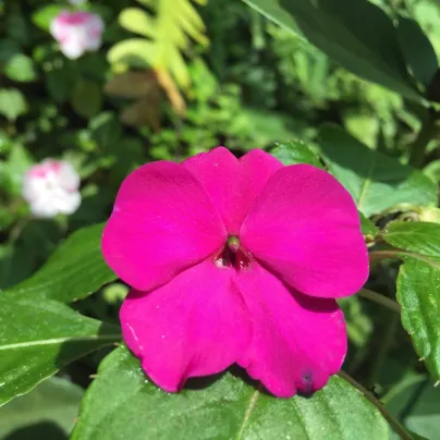 Netýkavka Accent fialová F1 - Impatiens walleriana - osivo netýkavky - 12 ks