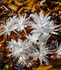 Ocún plnokvětý bílý - Colchicum alboplenum - hlízy ocúnů - 1 ks