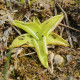 Tučnice obecná - Pinguicula vulgaris - osivo tučnice - 10 ks