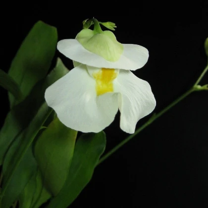 Bublinatka orchidoidní - Utricularia alpina - osivo bublinatky - 10 ks