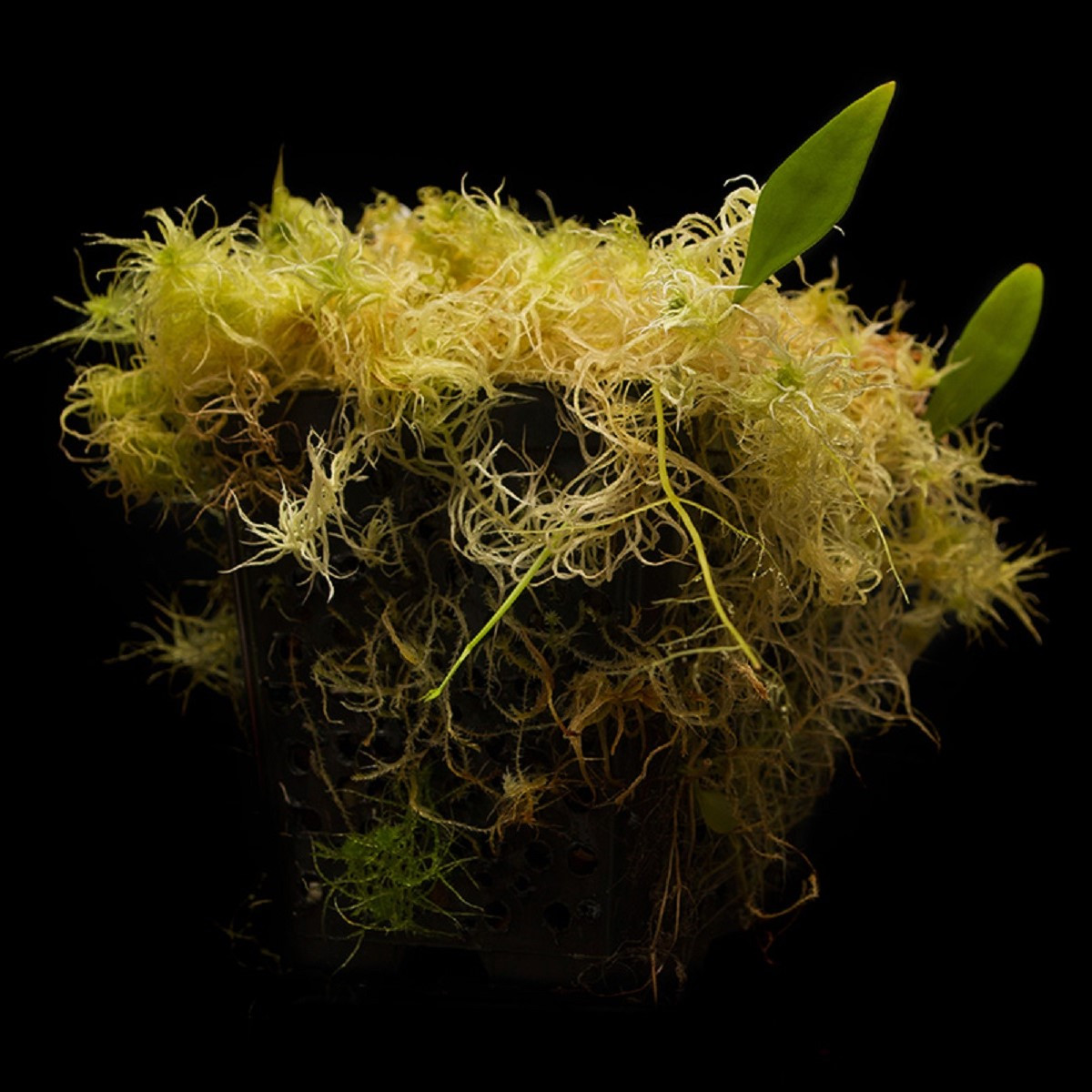Bublinatka orchidoidní - Utricularia alpina - osivo bublinatky - 10 ks