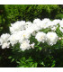 Pivoňka Gardenia - Paeonia lactiflora - hlízy pivoněk - 1 ks