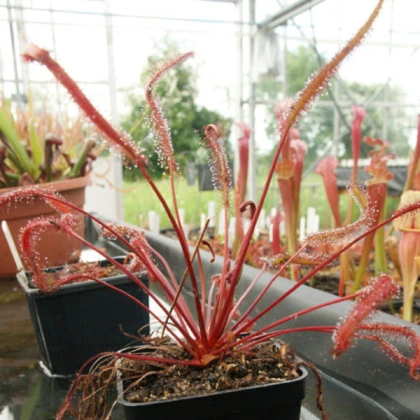 Rosnatka Red plant - Drosera capensis - osivo rosnatky - 15 ks