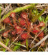 Rosnatka Minor - Drosera capensis - osivo rosnatky - 10 ks