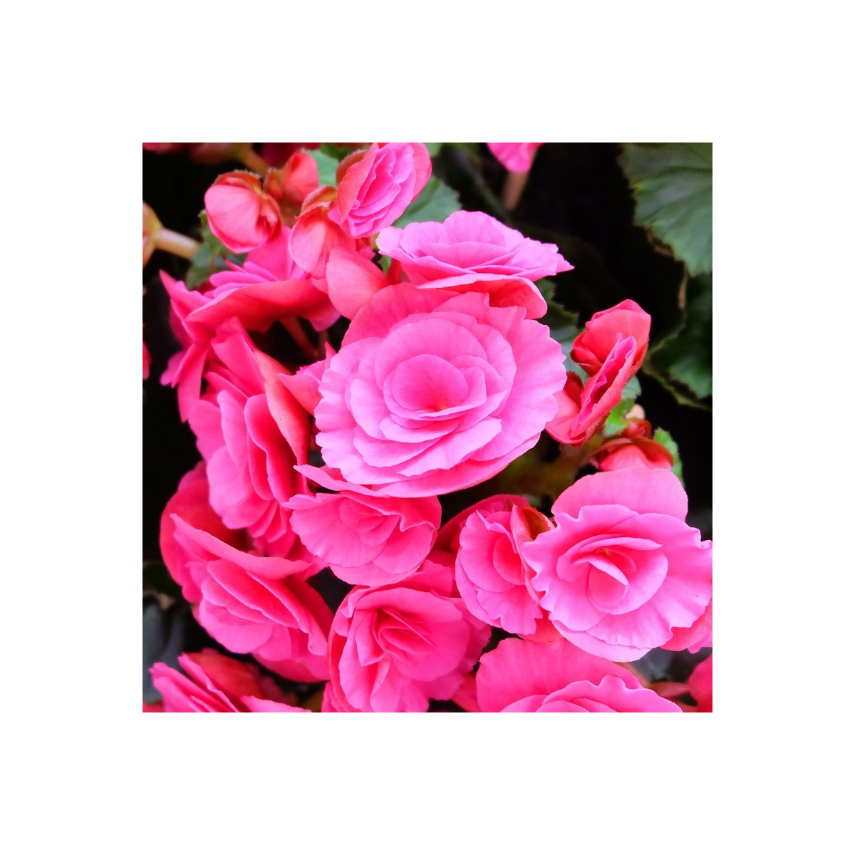 Begonie Nonstop růžová - Begonia tuberhybrida - hlízy begónie - 2 ks
