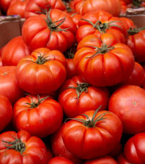 Rajče Costoluto Fiorentino - Solanum lycopersicum - osivo rajčat -7 ks