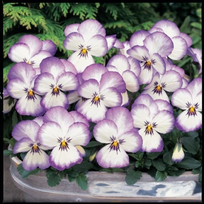 Violka rohatá Sorbet xp Rose - Viola cornuta - osivo violky - 20 ks