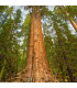 Sekvojovec obrovský - Sequouadendron giganteum - osivo sekvojovce - 5 ks