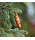Smrk ztepilý - Picea abies - osivo smrku - 8 ks