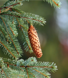 Smrk ztepilý - Picea abies - osivo smrku - 8 ks