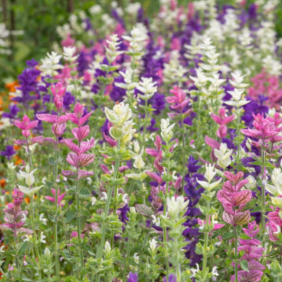 BIO Šalvěj zahradní - Salvia viridis - bio osivo šalvěje - 30 ks