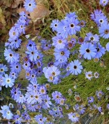Všelicha iberkolistá Bravo modrá s okem - Brachyscome iberidifolia - osivo všelichy - 500 ks