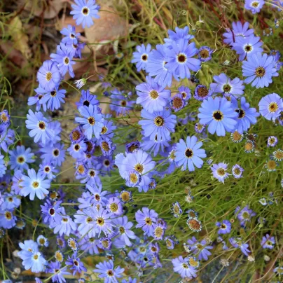 Všelicha iberkolistá Bravo modrá s okem - Brachyscome iberidifolia - osivo všelichy - 500 ks