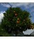 Citronečník trojlistý - Citrus trifoliata - osivo citronečníku - 4 ks