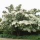 Dřín japonský - Svída japonská - Cornus kousa - osivo svídy - 12 ks