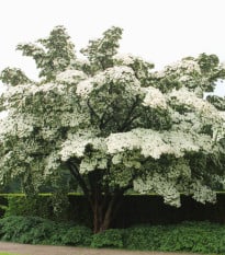 Dřín japonský - Svída japonská - Cornus kousa - osivo svídy - 12 ks