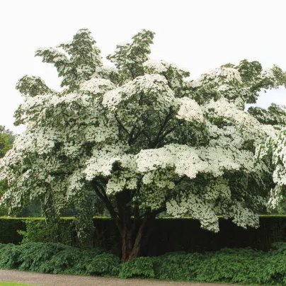 Dřín japonský - Svída japonská - Cornus kousa - osivo svídy - 12 ks