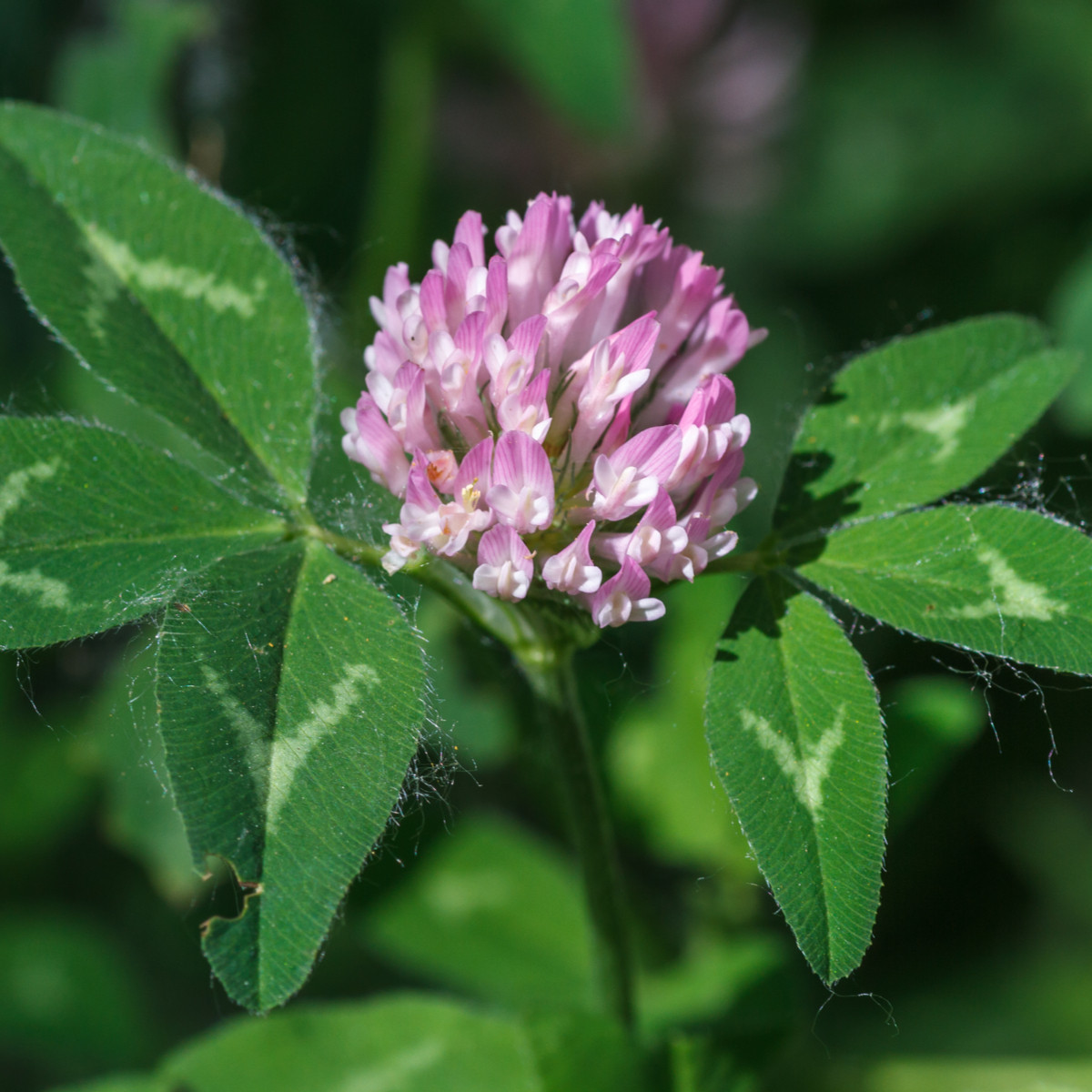 Jetel luční - Trifolium pratense - květ - 30 g