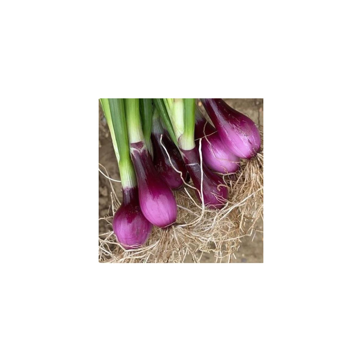 Cibule svazková CN SONI F1 - Allium cepa - osiva cibulky - 150 ks