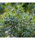 Jalovec virginský - Juniperus virginiana - osivo jalovce - 5 ks