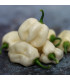 Chilli Habanero White - Capsicum chinense - osivo chilli - 6 ks