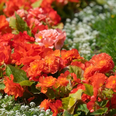 Begonie plnokvětá oranžová - Begonia superba - hlízy begónie - 2 ks