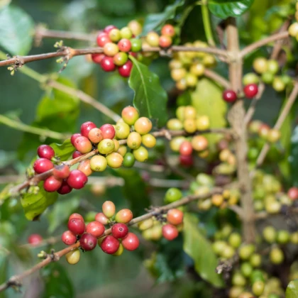 Kávovník arabský Costa Rica 95  - Coffea arabica - osivo kávovníku - 5 ks