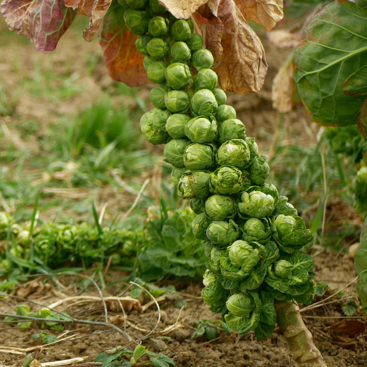 Kapusta růžičková Danet F1 - Brassica oleracea - osivo kapusty - 40 ks