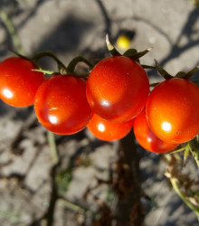 BIO Rajče Primabella PhR - Solanum lycopersicum - bio osivo rajčat - 8 ks