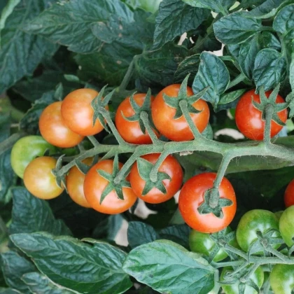 Koktejlové rajče Primabella - Solanum lycopersicum - osivo rajčat - 6 ks