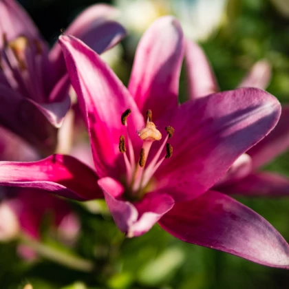 Lilie Purple Dream - Lilium asiatica - cibule lilie - 1 ks