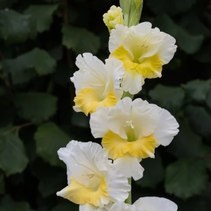 Gladiol Buggy - Gladiolus - hlízy gladiol - 3 ks