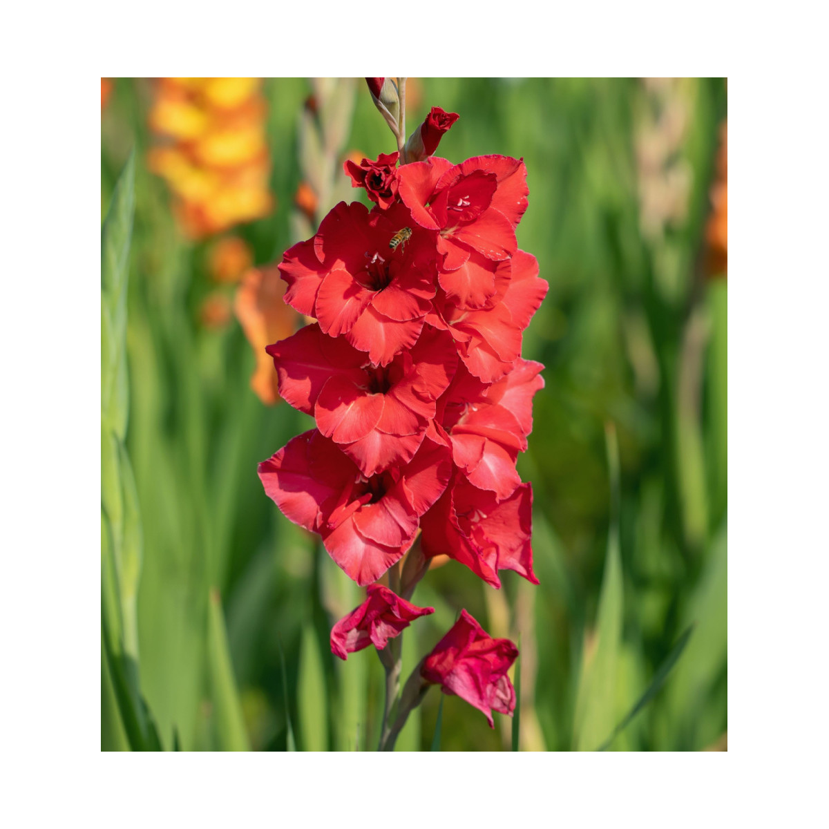 Gladiol Fire Ruffle - Gladiolus - hlízy gladiol - 3 ks