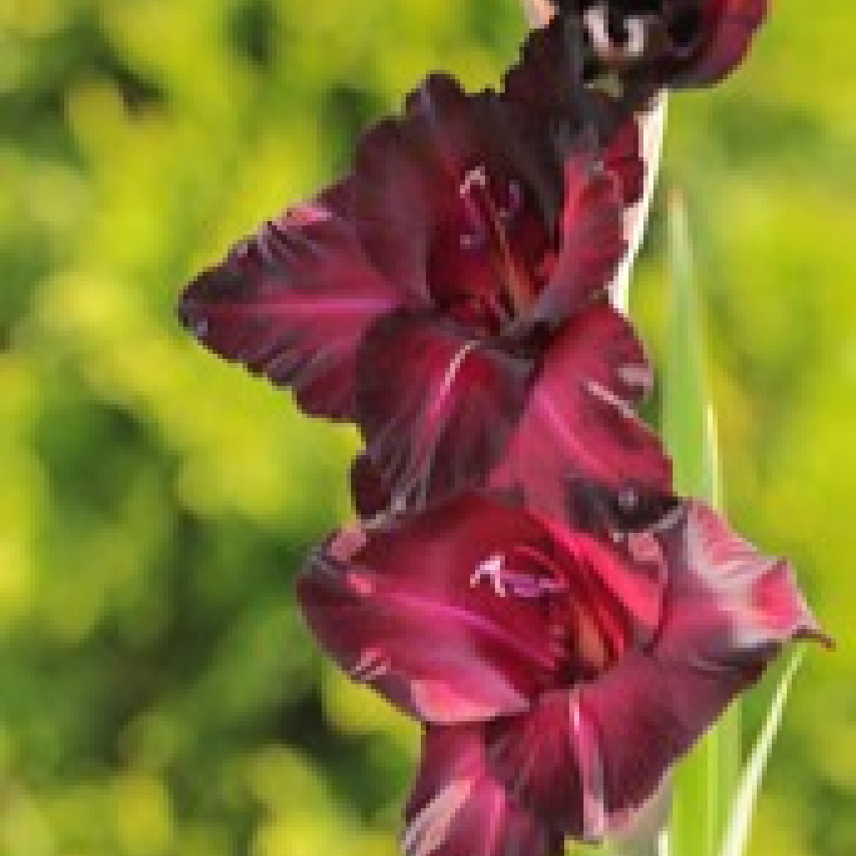 Gladiol Black Surprise - Gladiolus - hlízy gladiol - 3 ks