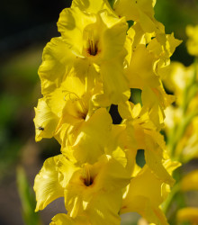 Gladiol Yellow Frans - Gladiolus - hlízy gladiol - 3 ks
