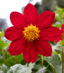 Jiřinka Mignon červená – Dahlia  – hlízy jiřinek