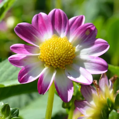 Jiřinka Sweetheart – Dahlia – hlízy jiřinek