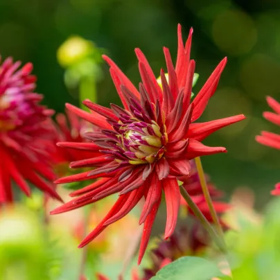 Jiřinka Bora Bora - Dahlia - hlízy jiřinek - 1 ks