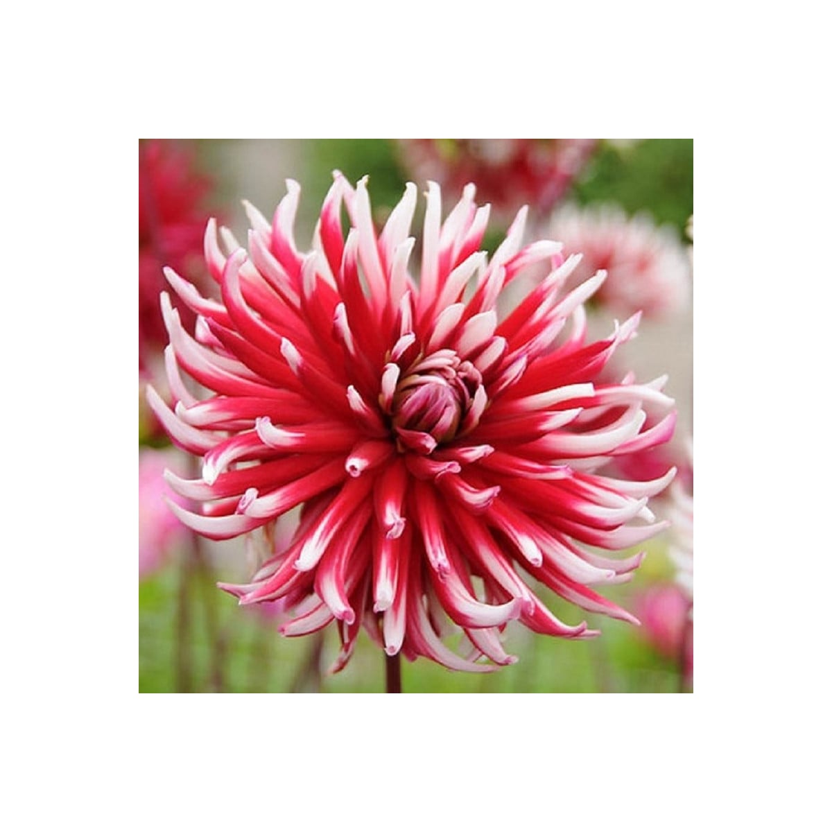 Jiřinka Friqoulet - Dahlia - hlízy jiřinek - 1 ks