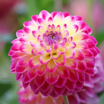 Jiřinka Hapet Daydream - Dahlia - hlízy jiřinek - 1 ks